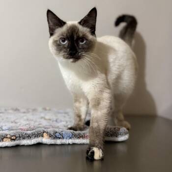 Rescue Siamese Cats for Adoption in Pocatello, Idaho - Ivy | PetCurious