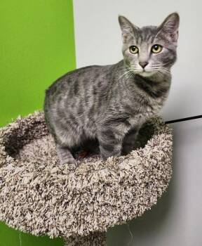Domestic Short Hair Cats Available for Adoption in Jackson, Tennessee - Turbo | PetCurious