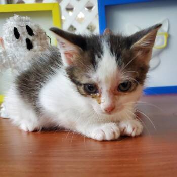 Amelia -  Domestic Short Hair Cat for Adoption in Jefferson City, Tennessee - Amelia | PetCurious