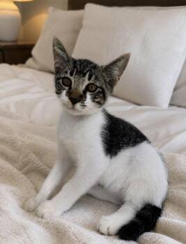 American Shorthair Cats Available for Adoption in Homestead, Florida - Georgie Porgie | PetCurious
