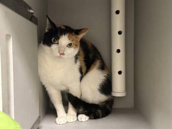 STAR -  Domestic Short Hair Cat for Adoption in Rowlett, Texas - STAR | PetCurious