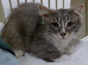 Domestic Medium Hair and Domestic Short Hair Cats Available for Adoption - Grinch | PetCurious