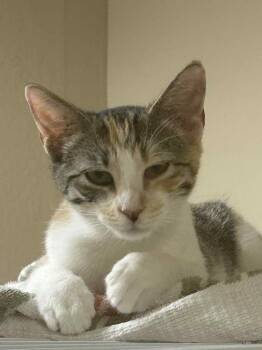 Rescue Domestic Short Hair Cats for Adoption in San Anselmo, California - Ginger | PetCurious