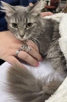 Domestic Medium Hair Cats Available for Adoption - ITALIAN DELI | PetCurious