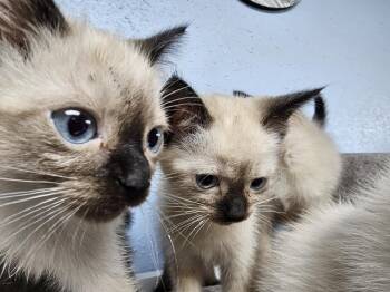 Ladybug -  Siamese and Domestic Short Hair Cat for Adoption in Bossier City, Louisiana - Ladybug | PetCurious