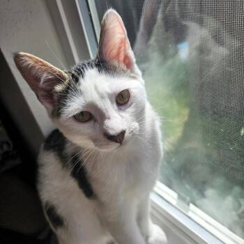 Dustin -  Domestic Short Hair Cat for Adoption in Bulverde, Texas - Dustin | PetCurious