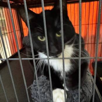 Domestic Short Hair Cats Available for Adoption in Abingdon, Maryland - 0526-05 Mischief | PetCurious