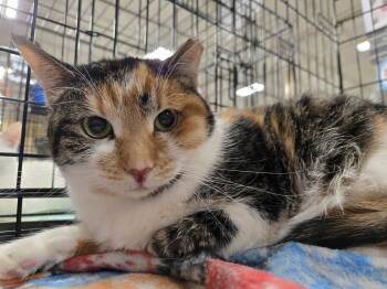 Cali -  Calico and Domestic Short Hair Cat for Adoption in Cincinnati, Ohio - Cali | PetCurious