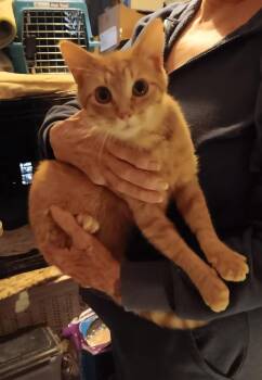 American Shorthair Cats Available for Adoption - Peter | PetCurious