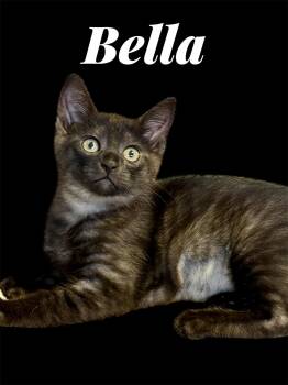 Bella -  Domestic Short Hair Cat Available for Adoption in Auburn, California - Bella | PetCurious