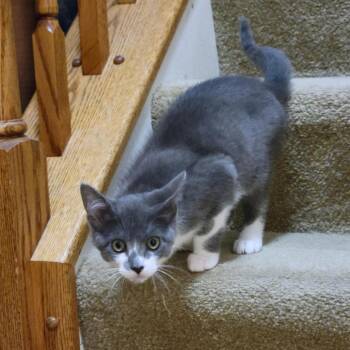 0626-38 Nani -  Domestic Short Hair Cat for Adoption in Abingdon, Maryland - 0626-38 Nani | PetCurious
