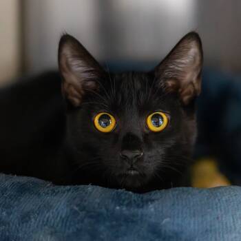 Rescue Domestic Short Hair Cats for Adoption - Edward ScissorPaws | PetCurious