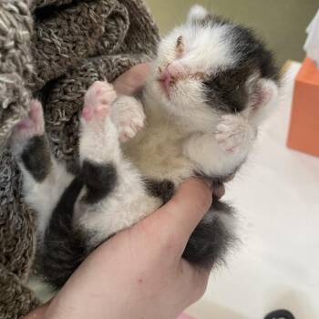 Domestic Short Hair Cats Available for Adoption in Harrisonburg, Virginia - 70613 | PetCurious