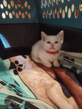 Domestic Short Hair Cats Available for Adoption in The Woodlands, Texas - Twinkles | PetCurious