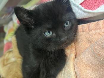 Buddy -  Domestic Short Hair Cat for Adoption in Lake Havasu City, Arizona - Buddy | PetCurious