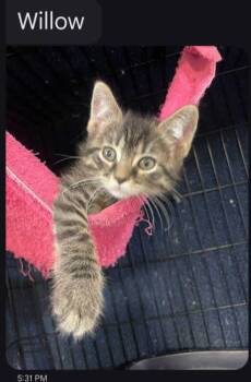 Willow -  Domestic Medium Hair Cat for Adoption in Brownsville, Pennsylvania - Willow | PetCurious
