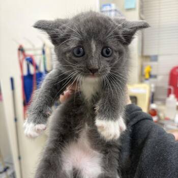 Domestic Short Hair Cats Available for Adoption in Pekin, Illinois - Sausage | PetCurious