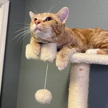 Rescue Tabby Cats for Adoption in Newton, Illinois - Jagger | PetCurious
