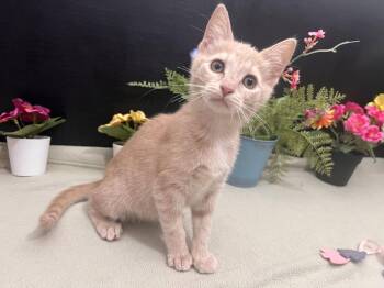 Tabby and Domestic Short Hair Cats Available for Adoption in Fayetteville, Georgia - Catalina | PetCurious