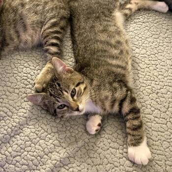 Rescue Domestic Short Hair Cats for Adoption in Long Beach, California - Flossy | PetCurious