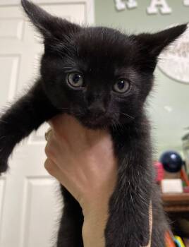 Domestic Short Hair Cats Available for Adoption in Island Lake, Illinois - Kranberry | PetCurious