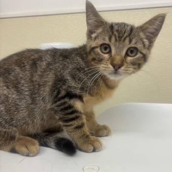 JOHN -  Domestic Short Hair Cat for Adoption in Richmond, California - JOHN | PetCurious