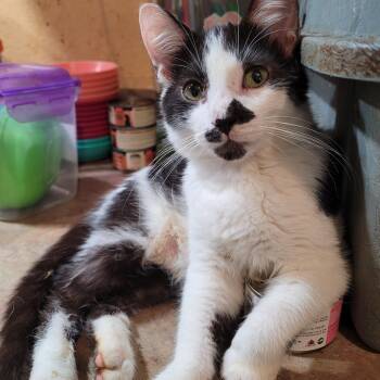 Domestic Short Hair Cats Available for Adoption - Ollie | PetCurious