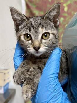 Ramen -  Domestic Short Hair Cat for Adoption in San Antonio, Texas - Ramen | PetCurious