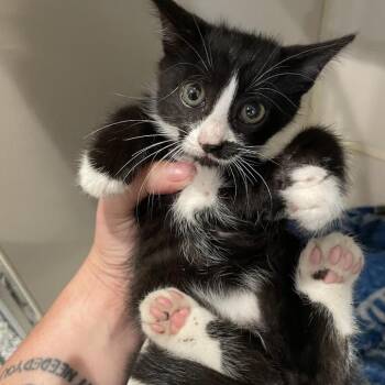 Kudzu -  Domestic Short Hair Cat for Adoption in Port Charlotte, Florida - Kudzu | PetCurious