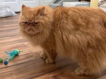 Persian Cats Available for Adoption - Milo *COURTESY LISTING* | PetCurious