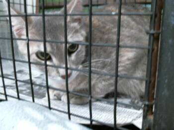 Domestic Short Hair Cats Available for Adoption in Houston, Texas - A2072272 | PetCurious