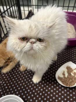 Franklin -  Persian Cat for Adoption in Ontario, California - Franklin | PetCurious