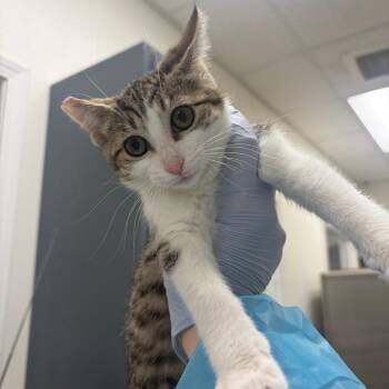 Ordinance -  Domestic Short Hair Cat for Adoption in Pekin, Illinois - Ordinance | PetCurious