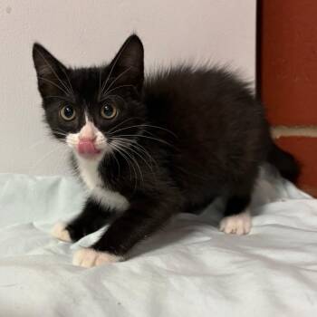 Lola -  Domestic Short Hair Cat for Adoption in Cabot, Arkansas - Lola | PetCurious