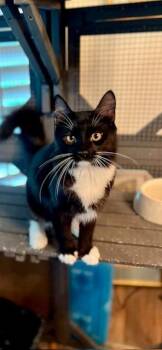 Rescue Domestic Short Hair Cats for Adoption in Upland, California - Rocky | PetCurious