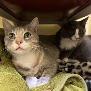 Clementine -  American Bobtail Cat for Adoption in Bedford, New Hampshire - Clementine | PetCurious