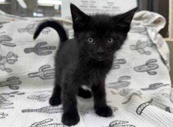 Domestic Medium Hair Cats Available for Adoption in Moreno Valley, California - CHIP | PetCurious