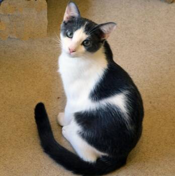 RANCOR -  Domestic Short Hair Cat for Adoption in San Clemente, California - RANCOR | PetCurious