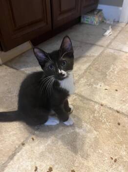 Gordon -  American Shorthair Cat for Adoption in Tampa, Florida - Gordon | PetCurious