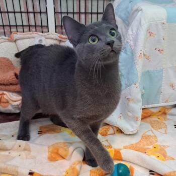 Domestic Short Hair Cats Available for Adoption in Chicago, Illinois - Smitty Dealio | PetCurious