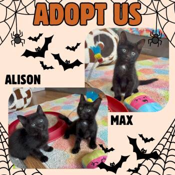 Rescue Domestic Short Hair Cats for Adoption in Port Chester, New York - Max & Alison | PetCurious