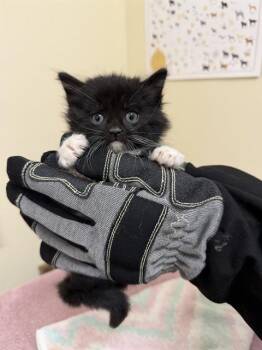 Domestic Short Hair Cats Available for Adoption in Fremont, California - CRUNCHWRAP SUPREME | PetCurious
