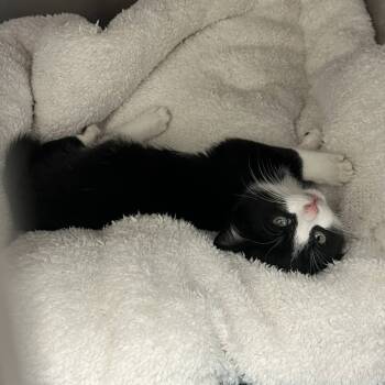 Rescue Domestic Short Hair Cats for Adoption in Hampton Bays, New York - Boo | PetCurious