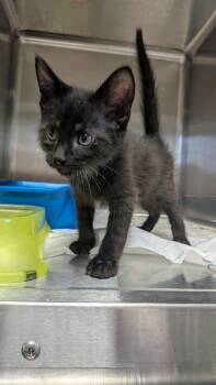 Lumi -  Domestic Short Hair Cat for Adoption in Evansville, Indiana - Lumi | PetCurious