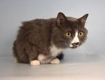 ROCKIE -  Domestic Medium Hair Cat for Adoption in Loveland, Colorado - ROCKIE | PetCurious