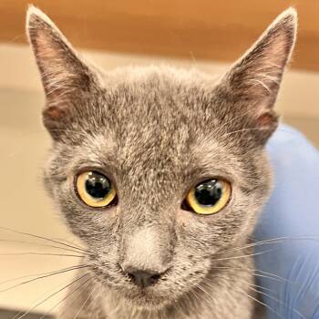 Rescue Domestic Short Hair Cats for Adoption in Las Cruces, New Mexico - Brave | PetCurious