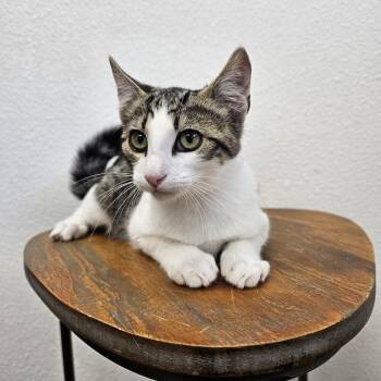 Thursday -  Domestic Short Hair Cat for Adoption in Spokane, Washington - Thursday | PetCurious