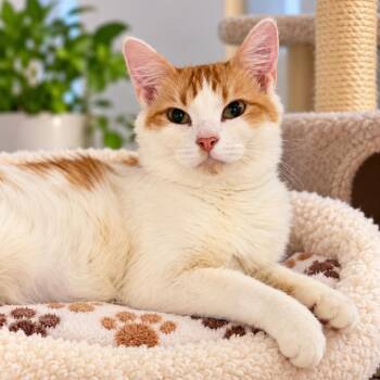 Olive C -  Domestic Short Hair Cat for Adoption in Antioch, California - Olive C | PetCurious