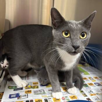 Rescue Domestic Short Hair Cats for Adoption in Roxboro, North Carolina - Didi | PetCurious