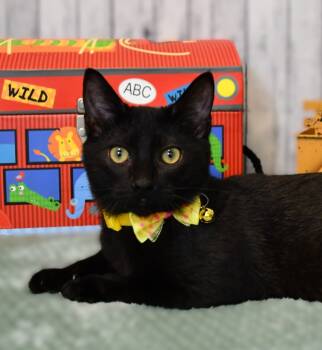 Rescue Domestic Short Hair Cats for Adoption in Roanoke, Texas - Monte | PetCurious